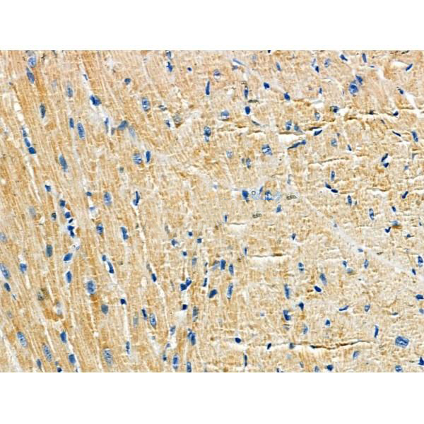 Donkey Anti-Goat IgG antibody (HRP). GTX232040-01