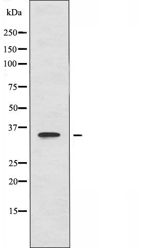 Donkey Anti-Goat IgG antibody (HRP). GTX232040-01