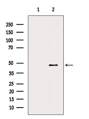 Donkey Anti-Goat IgG antibody (HRP). GTX232040-01