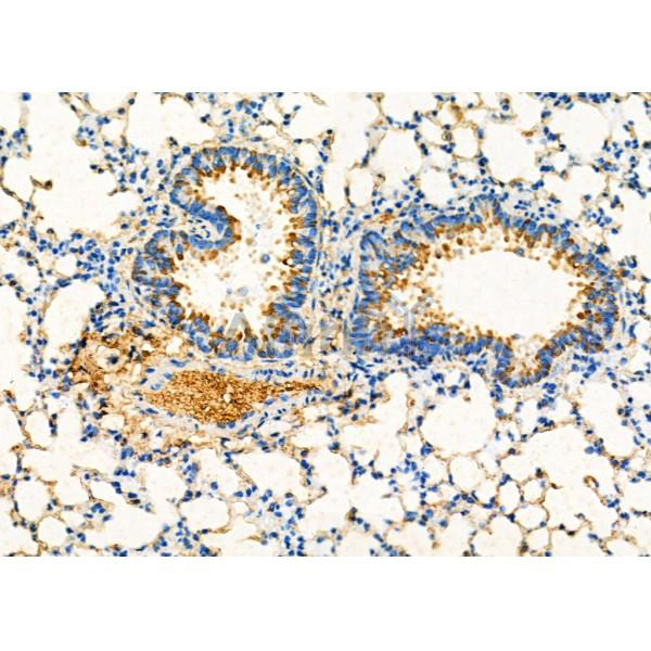 Donkey Anti-Goat IgG antibody (HRP). GTX232040-01