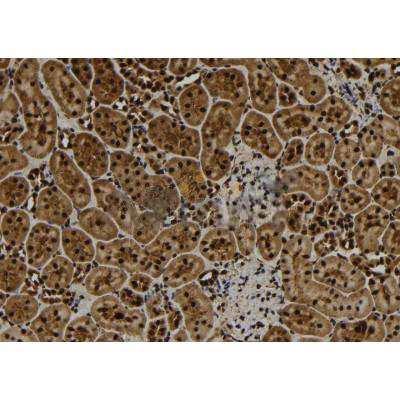 Donkey Anti-Goat IgG antibody (HRP). GTX232040-01