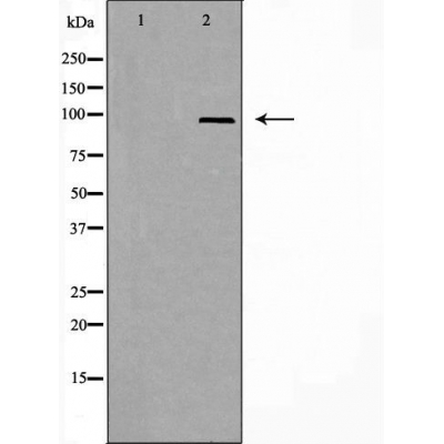 Donkey Anti-Goat IgG antibody (HRP). GTX232040-01