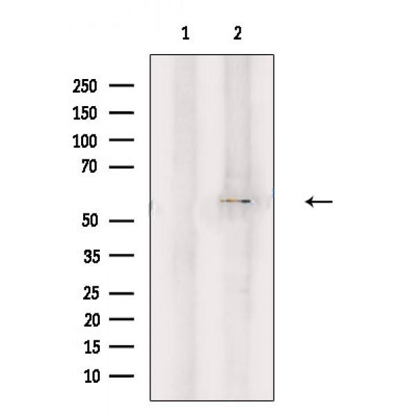 Donkey Anti-Goat IgG antibody (HRP). GTX232040-01