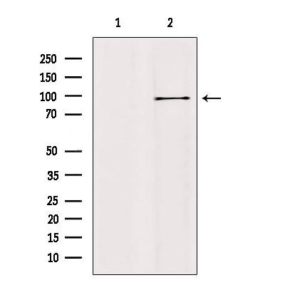 Donkey Anti-Goat IgG antibody (HRP). GTX232040-01