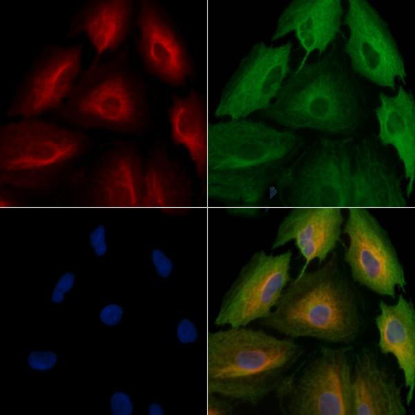 Donkey Anti-Goat IgG antibody (HRP). GTX232040-01