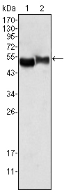 Donkey Anti-Goat IgG antibody (HRP). GTX232040-01