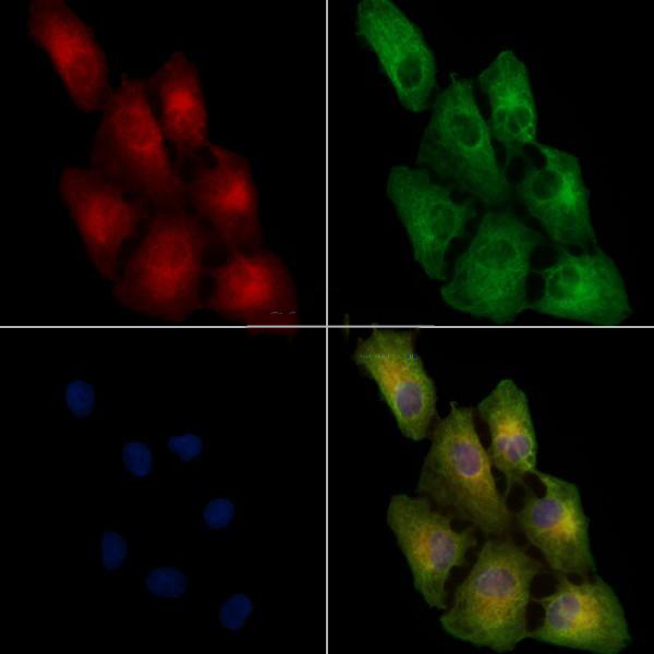 Donkey Anti-Goat IgG antibody (HRP). GTX232040-01