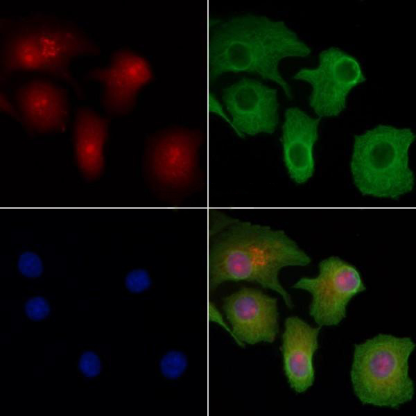 Donkey Anti-Goat IgG antibody (HRP). GTX232040-01