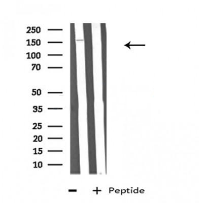 Donkey Anti-Goat IgG antibody (HRP). GTX232040-01