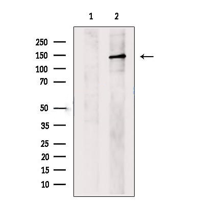 Donkey Anti-Goat IgG antibody (HRP). GTX232040-01