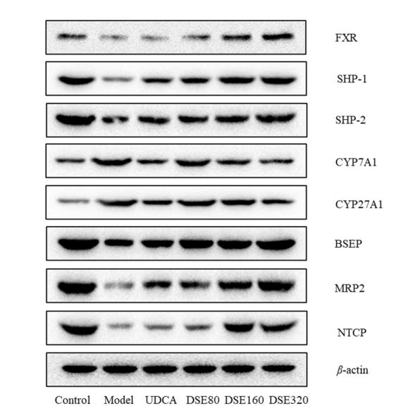 Donkey Anti-Goat IgG antibody (HRP). GTX232040-01