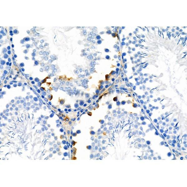 Donkey Anti-Goat IgG antibody (HRP). GTX232040-01