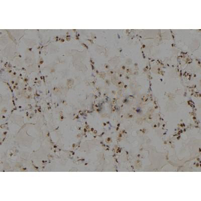 Donkey Anti-Goat IgG antibody (HRP). GTX232040-01