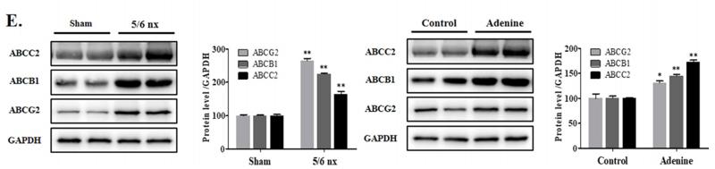 Donkey Anti-Goat IgG antibody (HRP). GTX232040-01