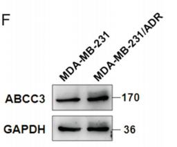 Donkey Anti-Goat IgG antibody (HRP). GTX232040-01