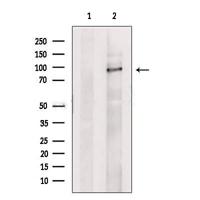 Donkey Anti-Goat IgG antibody (HRP). GTX232040-01