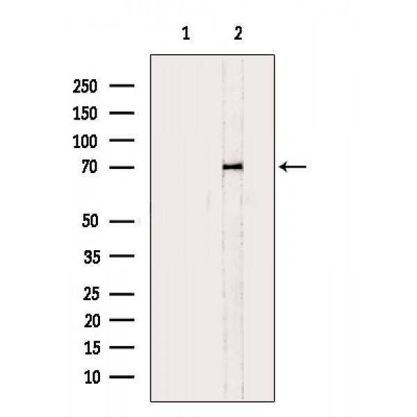Donkey Anti-Goat IgG antibody (HRP). GTX232040-01