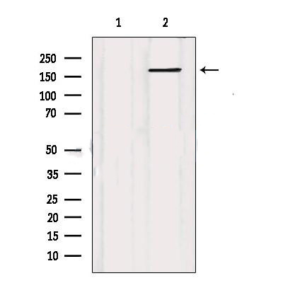 Donkey Anti-Goat IgG antibody (HRP). GTX232040-01