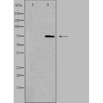 Donkey Anti-Goat IgG antibody (HRP). GTX232040-01
