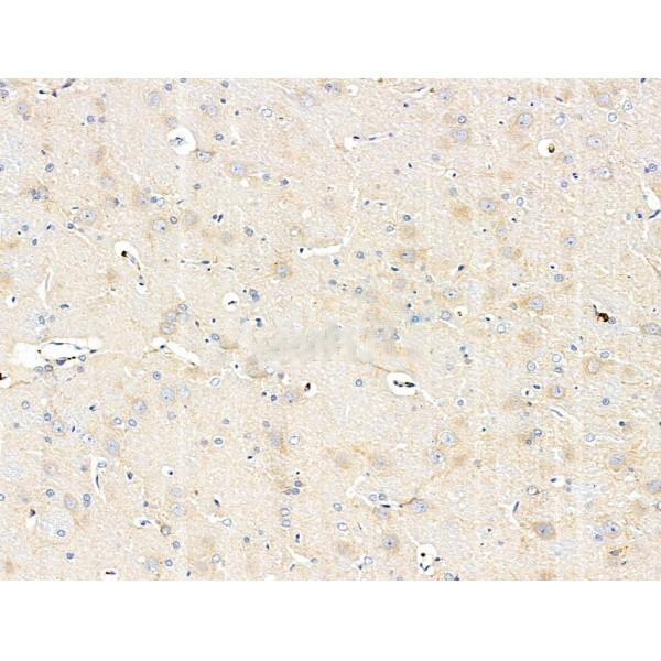 Donkey Anti-Goat IgG antibody (HRP). GTX232040-01