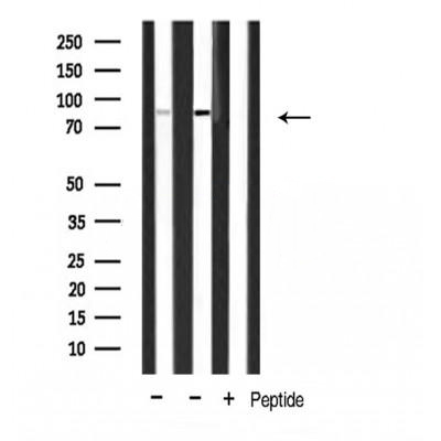 Donkey Anti-Goat IgG antibody (HRP). GTX232040-01