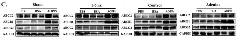 Donkey Anti-Goat IgG antibody (HRP). GTX232040-01