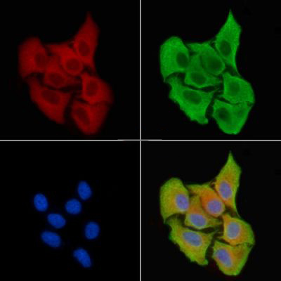 Donkey Anti-Goat IgG antibody (HRP). GTX232040-01