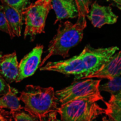 Donkey Anti-Goat IgG antibody (HRP). GTX232040-01