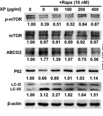 Donkey Anti-Goat IgG antibody (HRP). GTX232040-01