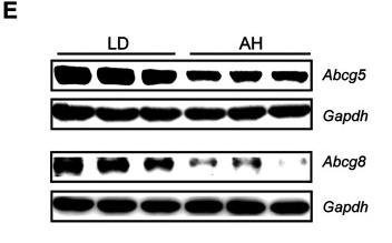 Donkey Anti-Goat IgG antibody (HRP). GTX232040-01