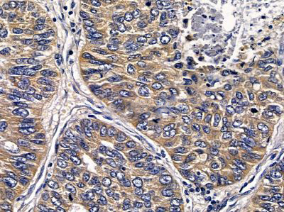 Donkey Anti-Goat IgG antibody (HRP). GTX232040-01
