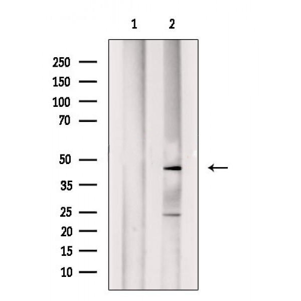 Donkey Anti-Goat IgG antibody (HRP). GTX232040-01