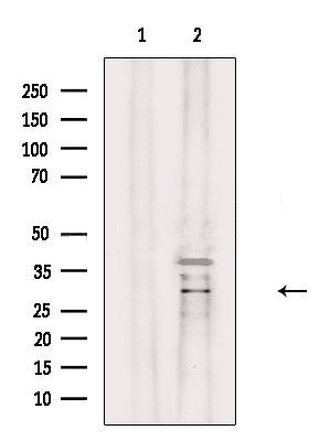 Donkey Anti-Goat IgG antibody (HRP). GTX232040-01