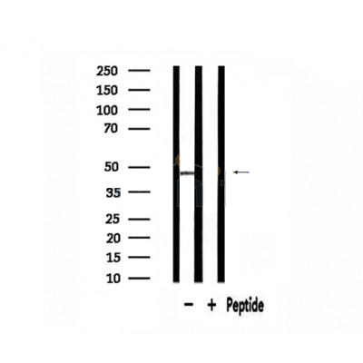 Donkey Anti-Goat IgG antibody (HRP). GTX232040-01