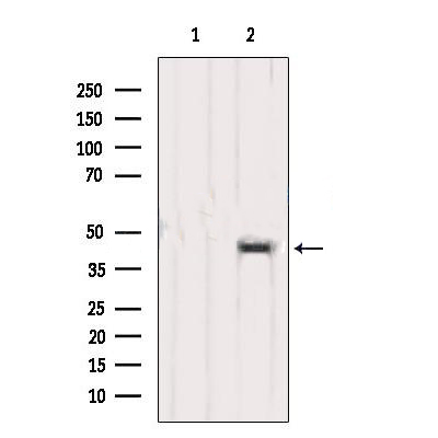 Donkey Anti-Goat IgG antibody (HRP). GTX232040-01
