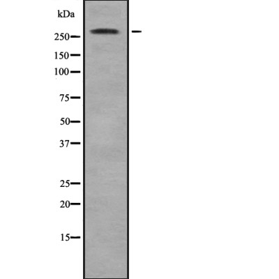 Donkey Anti-Goat IgG antibody (HRP). GTX232040-01