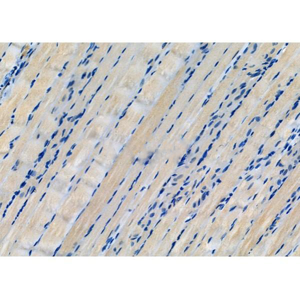 Donkey Anti-Goat IgG antibody (HRP). GTX232040-01