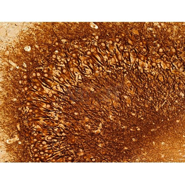 Donkey Anti-Goat IgG antibody (HRP). GTX232040-01