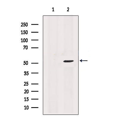 Donkey Anti-Goat IgG antibody (HRP). GTX232040-01