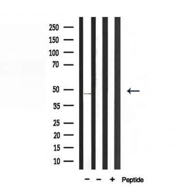 Donkey Anti-Goat IgG antibody (HRP). GTX232040-01