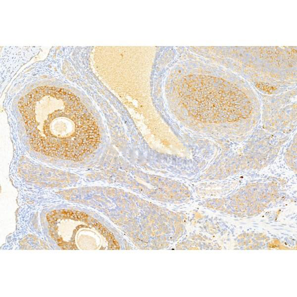 Donkey Anti-Goat IgG antibody (HRP). GTX232040-01