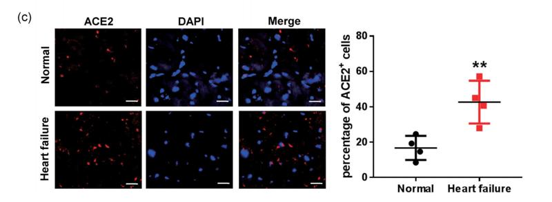 Donkey Anti-Goat IgG antibody (HRP). GTX232040-01