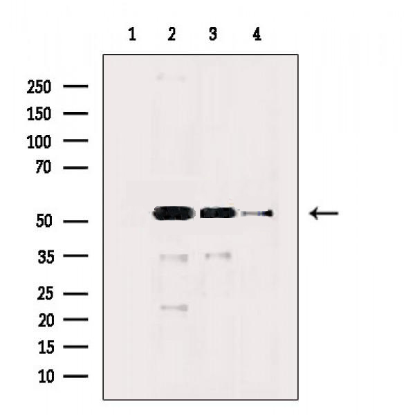 Donkey Anti-Goat IgG antibody (HRP). GTX232040-01