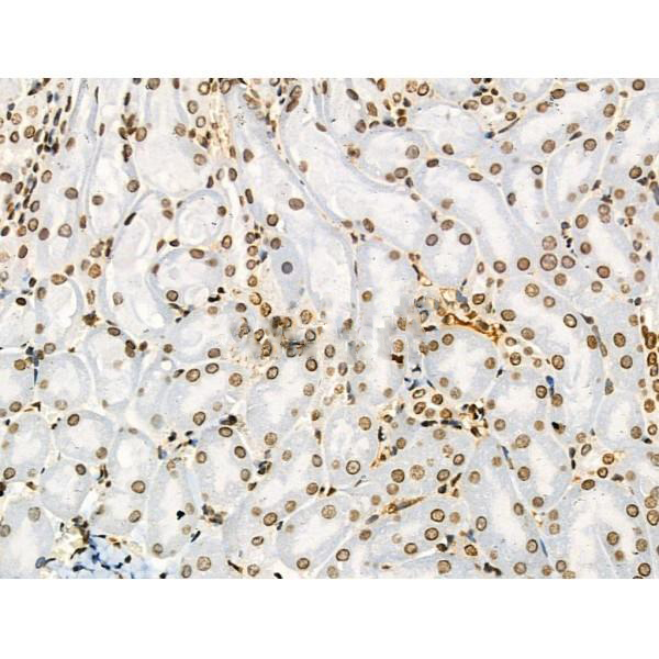 Donkey Anti-Goat IgG antibody (HRP). GTX232040-01