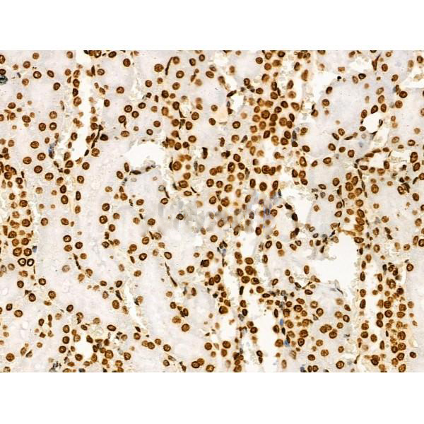 Donkey Anti-Goat IgG antibody (HRP). GTX232040-01