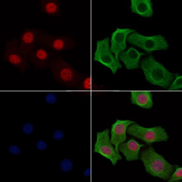 Donkey Anti-Goat IgG antibody (HRP). GTX232040-01