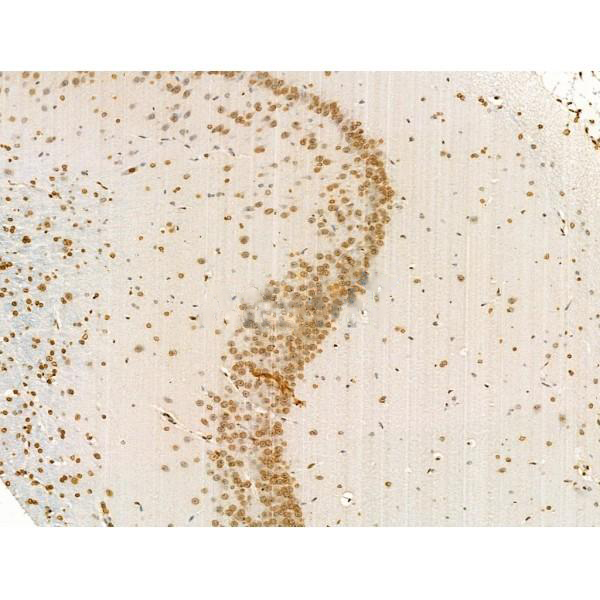 Donkey Anti-Goat IgG antibody (HRP). GTX232040-01