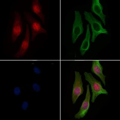 Donkey Anti-Goat IgG antibody (HRP). GTX232040-01