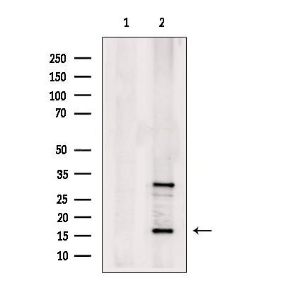 Donkey Anti-Goat IgG antibody (HRP). GTX232040-01