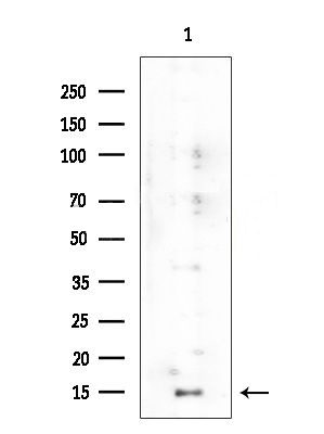 Donkey Anti-Goat IgG antibody (HRP). GTX232040-01
